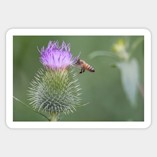 Thistle-Bee Sticker